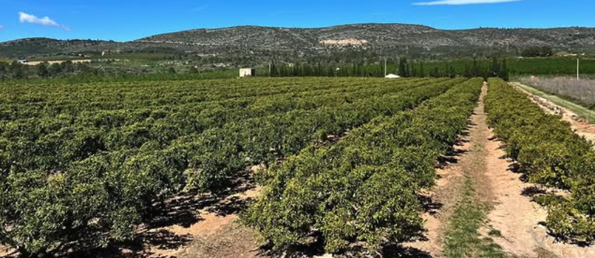Campos de fruta y verdura de Sorlí en Alcalà de Xivert, Castellón