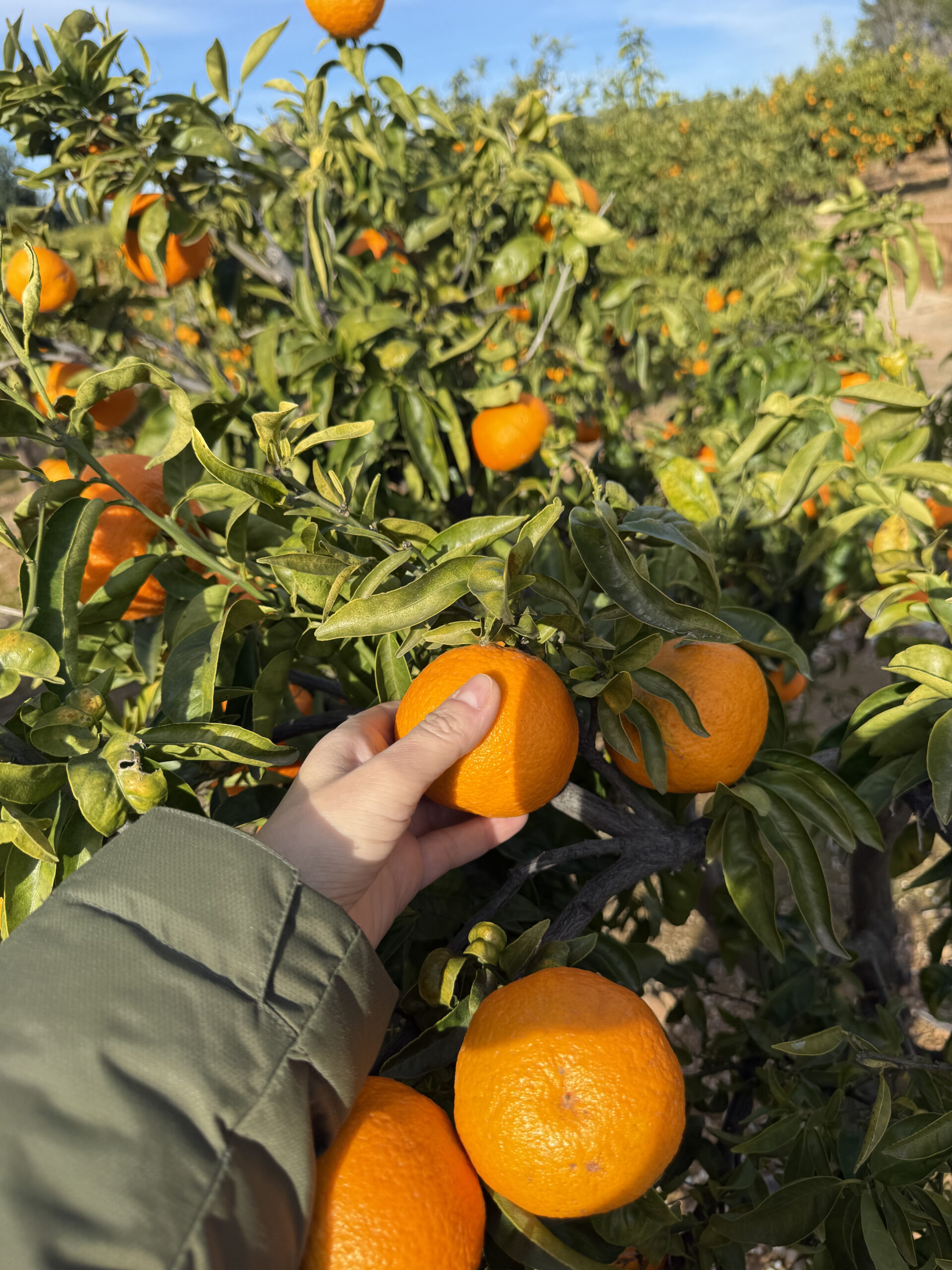 Fruta recién recogida a mano en la zona de Alcalà de Xivert, Castellón